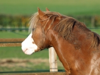 Picture of Welsh Mountain Pony (Section A) portrait