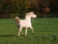 Picture of Welsh Mountain Pony (Section A) running