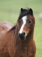 Picture of Welsh Mountain Pony (Section A) portrait