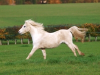 Picture of Welsh Mountain Pony (Section A) running