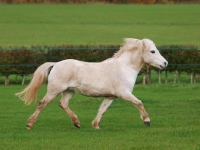 Picture of Welsh Mountain Pony (Section A) running