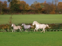 Picture of Welsh Mountain Pony (Section A) running