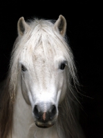 Picture of Welsh Mountain Pony (Section A) portrait