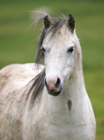 Picture of Welsh Mountain Pony (Section A) portrait