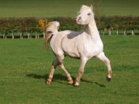 Picture of Welsh Mountain Pony (Section A) running in field
