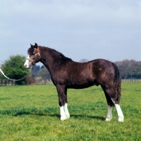 Picture of welsh mountain pony side view