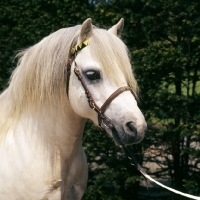 Picture of welsh mountain pony, stallion at pendock stud, 