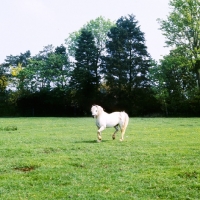 Picture of welsh mountain pony stallion at pendock stud,