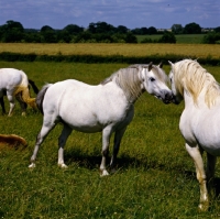 Picture of welsh mountain pony stallion chatting up mare at pendock stud