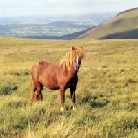 Picture of welsh mountain pony stallion on the brecon beacons