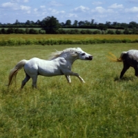 Picture of welsh mountain pony stallion pursuing a mare at pendock stud,