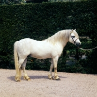 Picture of welsh mountain pony, stallion side view