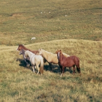 Picture of welsh mountain pony stallion with three mares and a foal on the brecon beacons