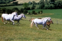 Picture of welsh mountain pony stallion with his mares and foals at pendock stud,