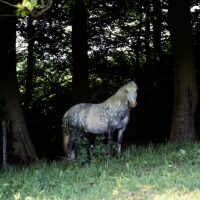 Picture of welsh mountain pony standing in shade