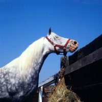 Picture of welsh mountain pony tethered to fence with haynet