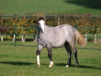 Picture of Welsh Mountain Pony walking