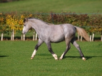 Picture of Welsh Mountain Pony walking