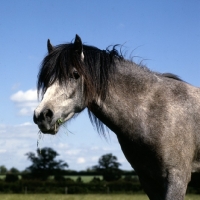 Picture of welsh mountain pony with grass in mouth