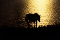 Picture of welsh mountain pony 