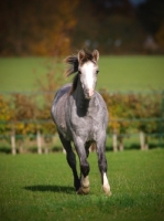 Picture of Welsh Mountain Pony