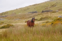 Picture of welsh mountain pony