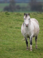 Picture of Welsh Mountain Pony