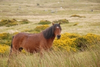 Picture of welsh mountain pony