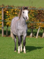 Picture of Welsh Mountain Pony