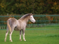 Picture of Welsh Mountain Pony
