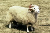Picture of welsh mountain ram