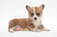 Picture of Welsh Pembroke Corgi puppy, lying down