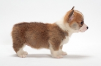 Picture of Welsh Pembroke Corgi puppy, side view