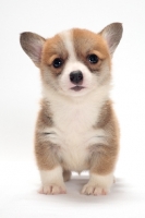 Picture of Welsh Pembroke Corgi puppy