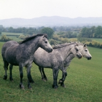 Picture of welsh ponies (section b), at pendock stud by malvern hills