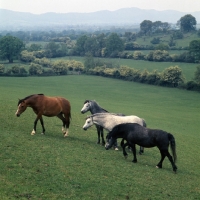 Picture of welsh ponies (section b), from pendock stud by malvern hill