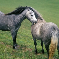 Picture of welsh ponies (section b) from pendock stud, mutual grooming