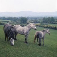 Picture of welsh ponies (section b) from pendock stud by malvern hills