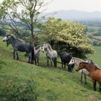 Picture of welsh ponies (section b), on hillside at pendock stud by malvern hills