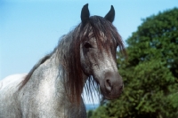 Picture of welsh pony cob type portrait