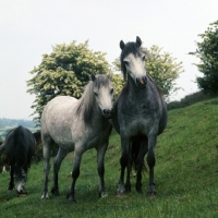 Picture of welsh pony mares (section b), on a hillside