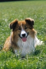 Picture of Welsh Sheepdog (aka Welsh collie), in field