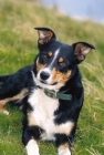 Picture of Welsh Sheepdog (aka Welsh collie), looking at camera