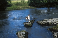 Picture of Welsh Sheepdog (aka Welsh collie), in the middle of a river