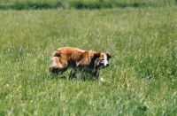 Picture of Welsh Sheepdog approaching  sheep