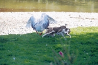 Picture of Welsh Sheepdog attacked by geese