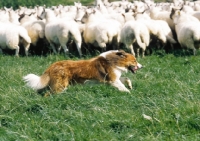 Picture of Welsh Sheepdog herding