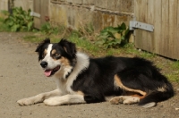 Picture of Welsh Sheepdog lying down