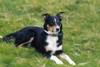 Picture of Welsh Sheepdog lying in grass