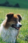 Picture of Welsh Sheepdog lying on grass